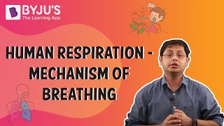 Human Respiration  Mechanism of Breathing [upl. by Musa]