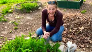 Dividing amp Transplanting Yarrow [upl. by Eixel96]