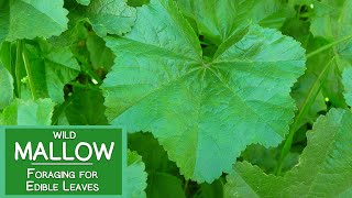 Mallow Plant Nutrition Foraging for Wild Edible Malva Leaves [upl. by Jolda]