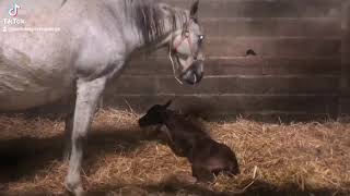 Naissance dun poulain aux écuries 😍😍 [upl. by Nylimaj]