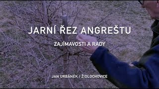 Jarní řez angreštu – zajimavosti a rady [upl. by Rauscher]