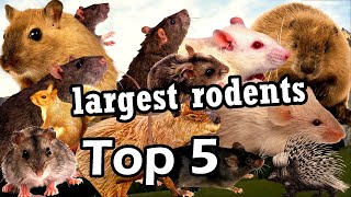 Top 5 largest rodent species in the world [upl. by Anahsed]