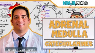 Endocrinology  Adrenal Medulla  Catecholamines [upl. by Uke]