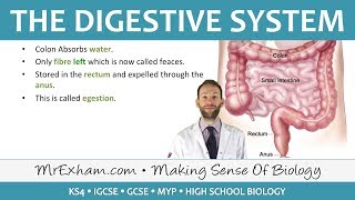 The Digestive System  GCSE Biology 91 [upl. by Enymzaj570]