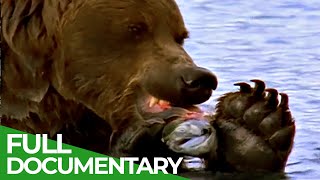 Majestic Bears of Alaska amp British Columbia  Free Documentary Nature [upl. by Fineman]