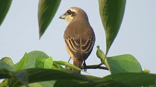 Bird Calls Brown Shrike Calls [upl. by Oinimreh787]