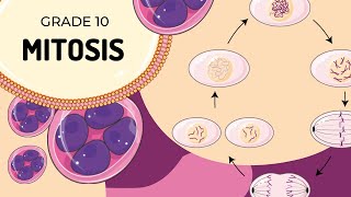 Mitosis [upl. by Jamel598]