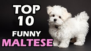 TOP 10 FUNNY MALTESE VIDEOS COMPILATION [upl. by Violette]