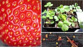 How to Grow Strawberries from Fruit Seeds [upl. by Dinnie]