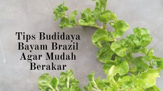 Tips Budidaya Bayam Brazil Agar Mudah Berakar [upl. by Jeraldine]