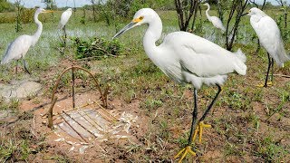 Bird Trap Technology  Awesome Quick Survival Snare Egret Bird Trap Work 100 [upl. by Eidnas529]