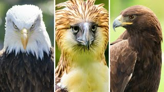 Philippine Eagle Vs American Bald Eagle Vs Golden Eagle  The Strongest [upl. by Marjy]