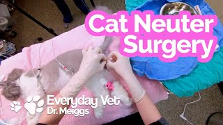 Cat Neuter Surgery  A walkthrough of the surgical procedure [upl. by Aiehtela909]