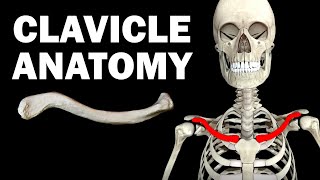 ANATOMY OF THE CLAVICLE COLLARBONE [upl. by Kendell]