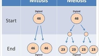 Mitosis vs Meiosis [upl. by Anoved]