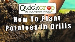 How To Plant Potatoes In Drills [upl. by Loren685]