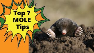 How To Get Rid of Moles in Your Yard [upl. by Edita508]