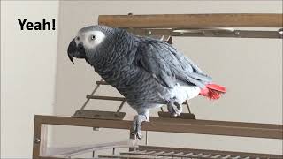 Clear Talking Parrot Macy the African Grey [upl. by Nylsirk780]