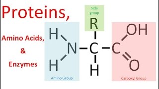 Proteins amp Enzymes regular biology [upl. by Wunder]