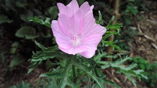 Growing Malva Moschata An Uncommon and Underutilized Permaculture Plant [upl. by Kristopher315]