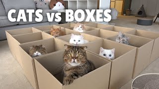 Cats vs Boxes  Kittisaurus [upl. by Nadual]