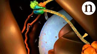 RNA interference RNAi by Nature Video [upl. by Adalie]