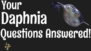 Daphnia Questions Answered [upl. by Bertrando922]