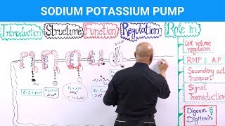 Sodium Potassium Pump  Na⁺  K⁺  ATPase [upl. by Marjy936]