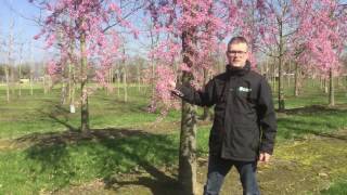 Early flowering Prunus  Tree vlog 5 [upl. by Ymeraj]