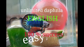 daphnia moina culture Easy way Unlimited production English  with sub Green water Chlorella [upl. by Suilenrac56]