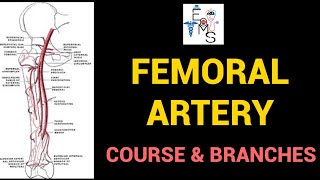 Femoral Artery  Course amp Branches [upl. by Aneles]