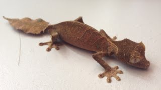 Intro to Leaf Tail Geckos [upl. by Naenaj]