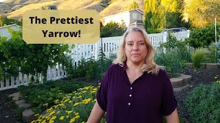 How to Grow Moonshine Yarrow [upl. by Ursal]