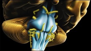 Neuroanatomy  The Brainstem [upl. by Yatzeck]