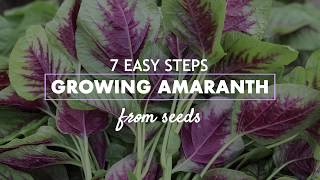 Easy steps l Growing Amaranth from seeds [upl. by Nnaeirrac]