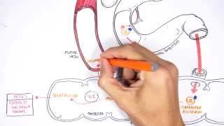 Bilirubin Metabolism [upl. by Lauer]