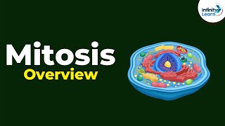 Overview of Mitosis  Dont Memorise [upl. by Sulakcin462]