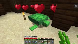 How to get Seagrass to feed your Turtles  Minecraft [upl. by Dotson]