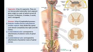 Anatomy of the Spinal Cord Part 1External Features  Dr Ahmed Farid [upl. by Gordie]