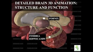 Human Neuroanatomy Detailed Brain 3D Animation  Structure and Function [upl. by Rehpotsihc]