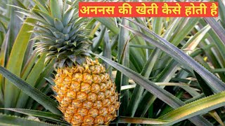 अननस की खेती Ananas ki kheti [upl. by Andersen]