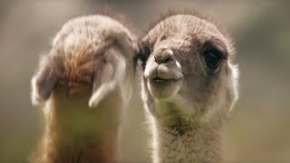 Brutal Fight for Dominance Among Guanacos  Wild Patagonia  BBC Earth [upl. by Nibbor]