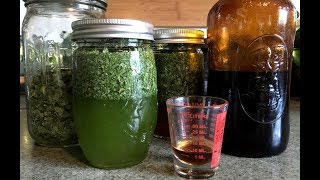 Homemade Antibiotic Extract [upl. by Jerroll]