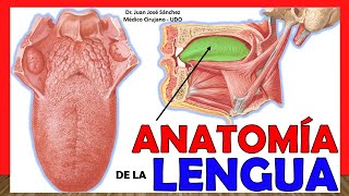 🥇 ANATOMÍA DE LA LENGUA ¡Explicación Fácil y Sencilla [upl. by Serene]