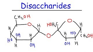 Disaccharides  Sucrose Maltose Lactose  Carbohydrates [upl. by Natividad]