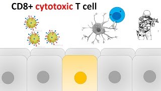 cytotoxic T cell activation and killing mechanism [upl. by Oiluj668]