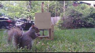 How to Make a Squirrel Trap  DIY catch alive trap [upl. by Naffets202]