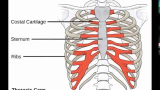 Two Minutes of Anatomy Sternum [upl. by Sigvard]