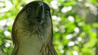 The Philippine Eagle and his Keeper [upl. by Salguod]