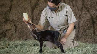 Baby Duiker Debuts at the San Diego Zoo [upl. by Araec]